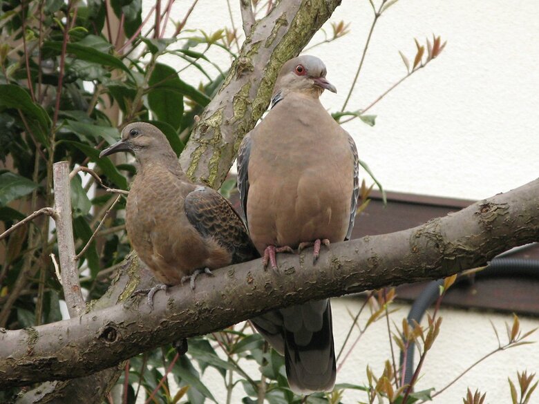 切手デザイナーの星山理佳さんは、日頃から動物や鳥、植物などの写真を撮り溜めているという