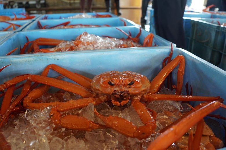 立派なカニが並んでいます（写真提供／射水市）