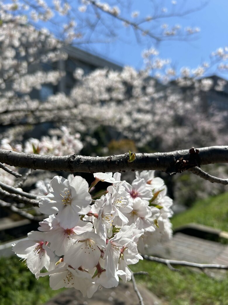 朝のルーティンのひとつ。散歩中に見かけた季節の花々を撮影するそう