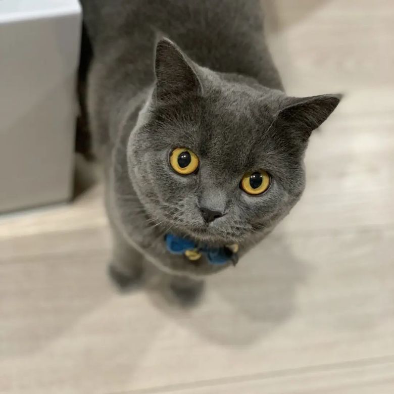 愛猫タウザーは大切な家族（本人インスタグラムより）