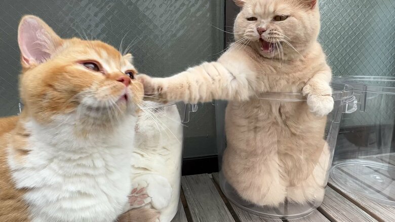 液体化に飽きたら猫パーンチ！