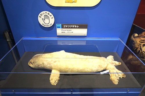 はく製に触れる展示もあり！