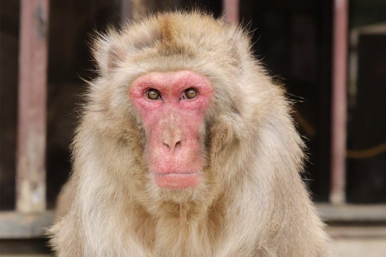 歳をとっていてもボスはボス！