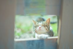 確実に萌える猫映画!?見逃せない癒しの４選