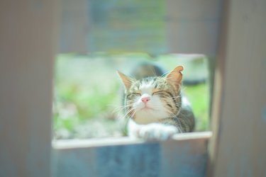 確実に萌える猫映画!?見逃せない癒しの４選