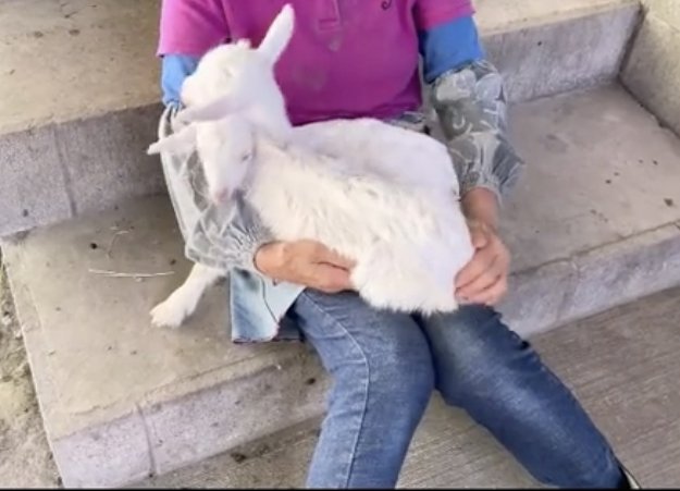 2匹同時寝かしつけは至難の業