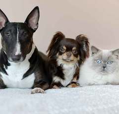 家族旅行も愛犬と一緒にお泊まり!? ペット同伴できるホテルが大人気