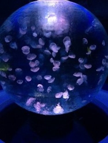 【新江ノ島水族館】攻略方法と楽しみ方