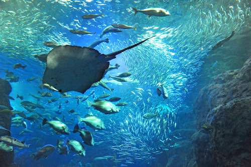 相模湾大水槽（館内）