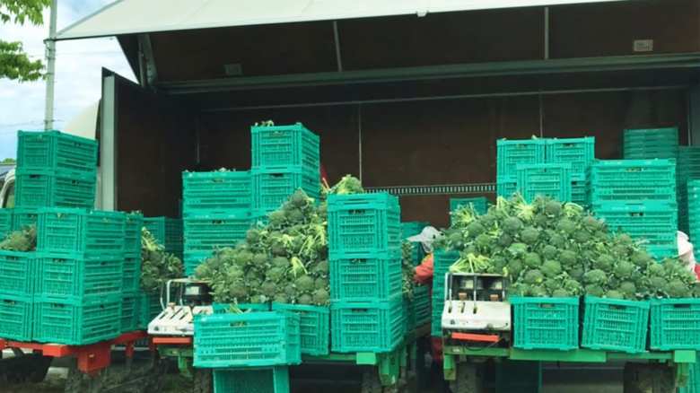 石川県産のブロッコリーの約3割を1社単独でシェアしている安井ファーム