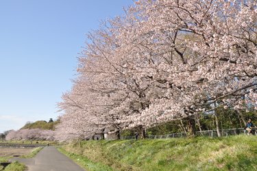 江戸幕府ゆかりの田園地帯・さいたま市の見沼田んぼに広がる「日本一の桜回廊」が謙虚だった件