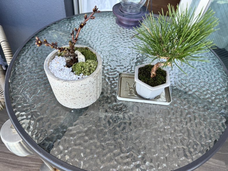 ティモンディ・前田裕太さんが自宅で育てている盆栽