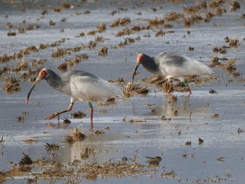 トキの繁殖も盛んな佐渡島 