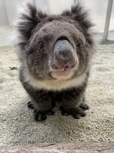 コアラ File:A koala at Featherdale Wildlife Park 2025 (6).jpg - Wikimedia