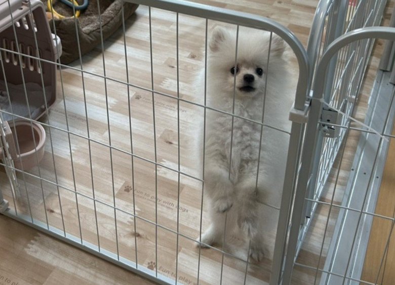 不妊治療をやめると決めた3日後に家族に迎えた愛犬
