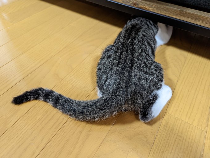 「お気に入りのおもちゃが取れない～！」隙間に顔を突っ込みます