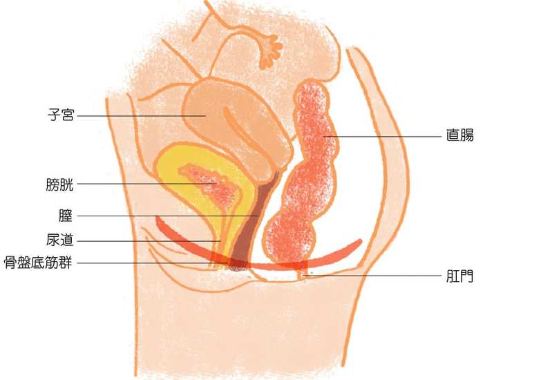 ▲骨盤の下のほうにあり、骨盤内の臓器を支える筋肉の総称が「骨盤底筋群」。骨盤底筋群の上には膀胱、子宮、直腸などの臓器が乗っている。さらに骨盤底筋群のあいだを尿道、膣、肛門が通る構造となっている。