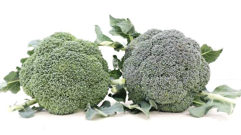 左からナイスブロッコリーとラッキーブロッコリー