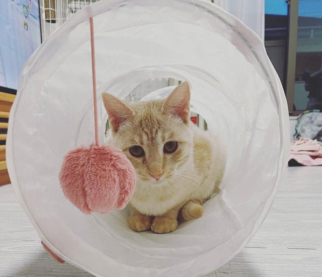 遊ぶ首里虎くん