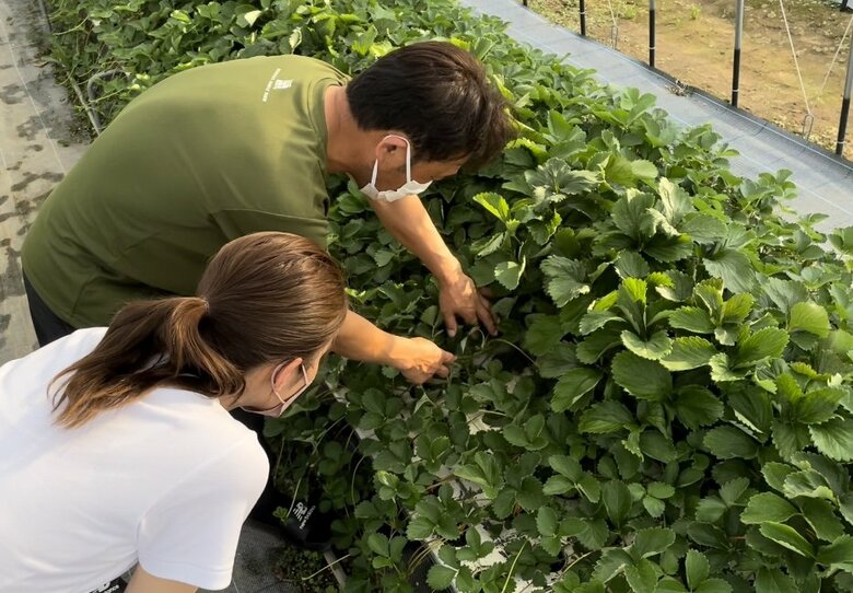 イチゴ農家から剪定について学ぶ永島優美さん