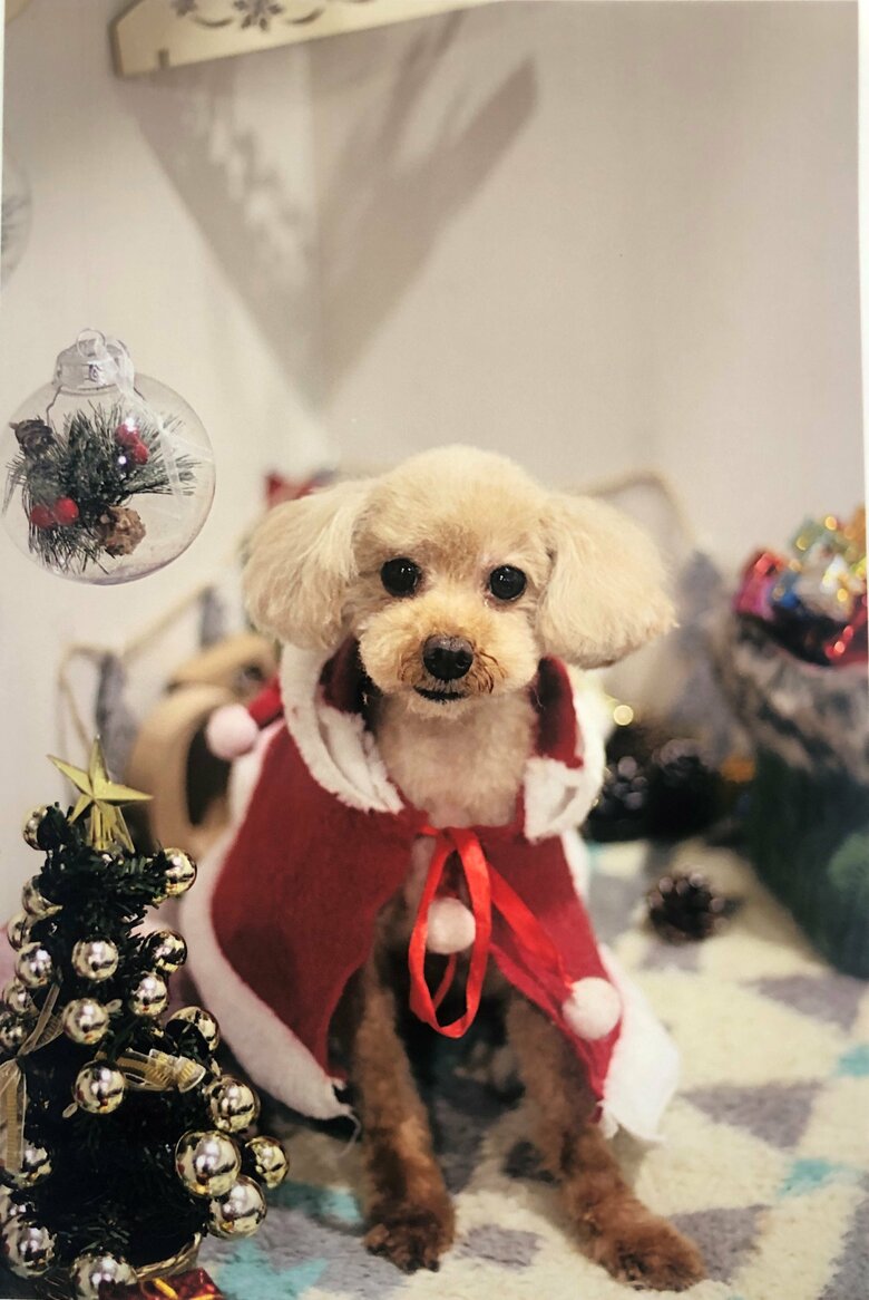 レディーを見送った後も、松原さんのそばに寄り添う愛犬プリン