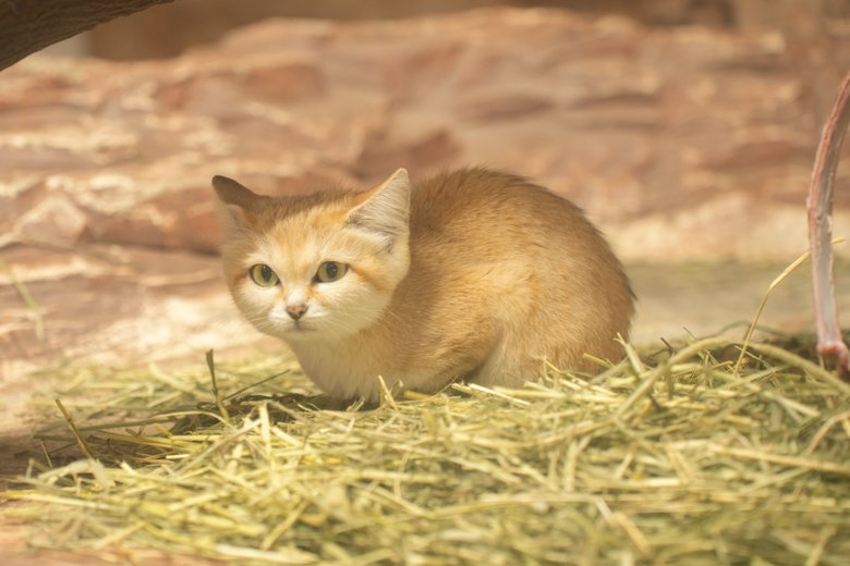 王国の危機を救ったお姫様「アミーラ」のお母さん「ジャミール」