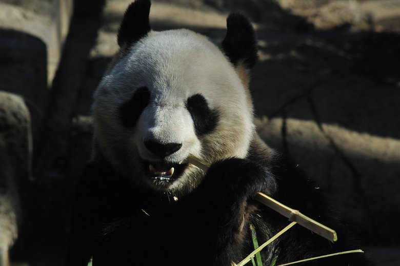 ▲上野動物園のジャイアントパンダ（写真提供：今泉忠明先生）