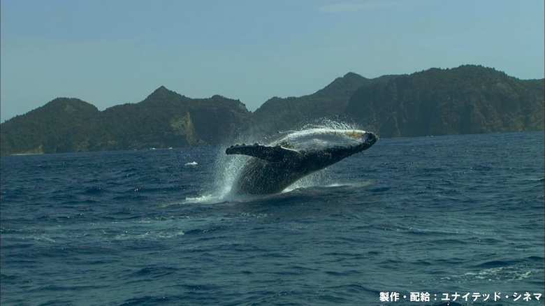 ジャンプするクジラ