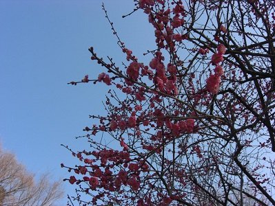▲お散歩で梅の花を見に行きました。