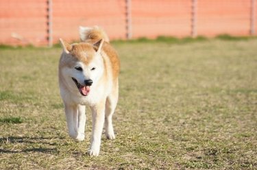 子供が犬をもっと好きになる「犬雑学」