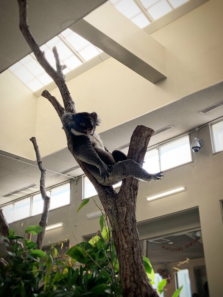 Twitterに投稿したところ、独特かつバランスの良い座り方で3万いいねがついただいちの姿