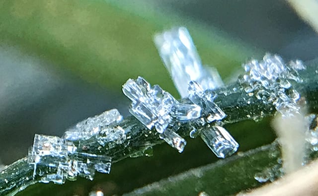 霜の結晶／佐々木さん提供