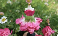 「同世代のようには生きられないという焦り」起立性調節障害とうつを経験した女性が作家活動に至るまで