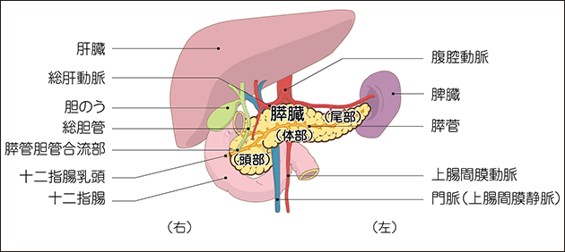 引用：国立がん研究センターがん情報サービス「膵臓について」