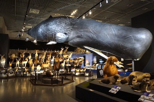展示には巨大なクジラの姿も！