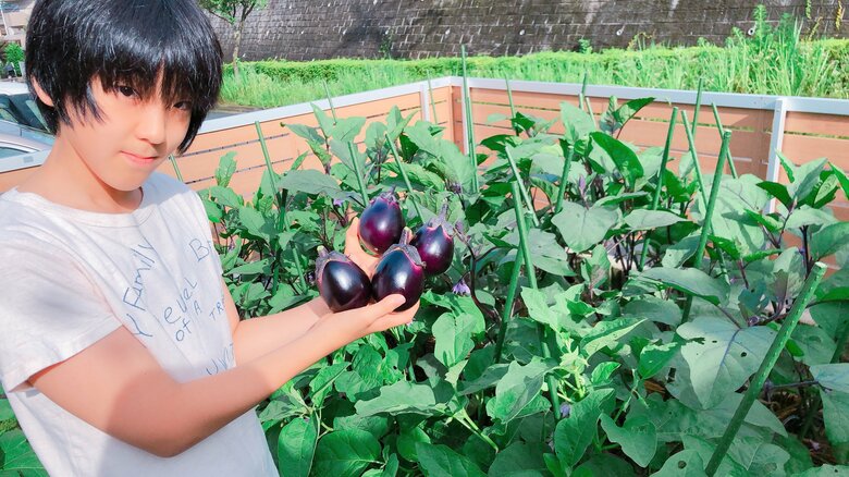 13歳4か月。ナス収穫