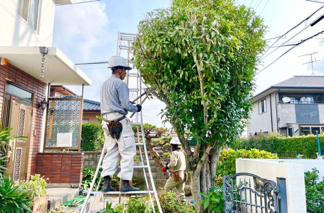 実家の木の剪定をするシルバー人材センターの人