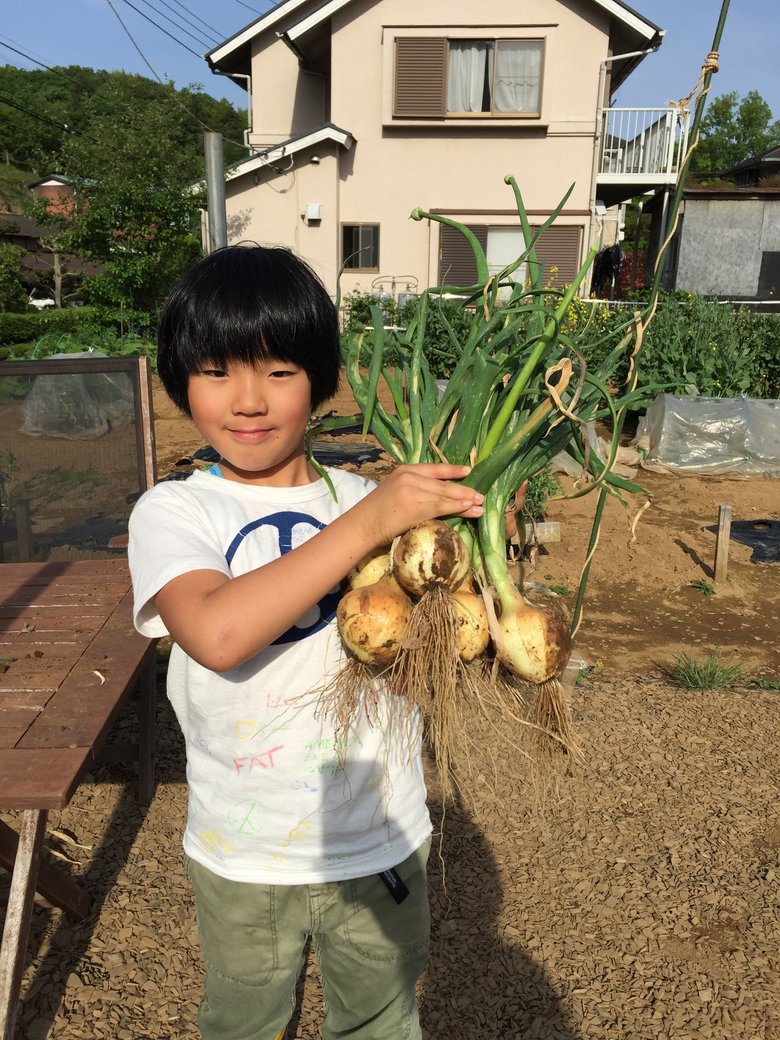 8歳1ヶ月。玉ねぎを収穫