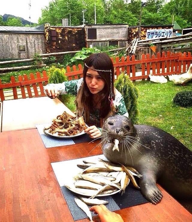 アザラシと大食い対決をするアンジェラ佐藤さん