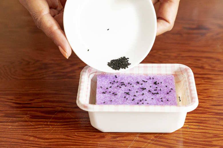 水耕栽培でバジルの種を蒔くポイント