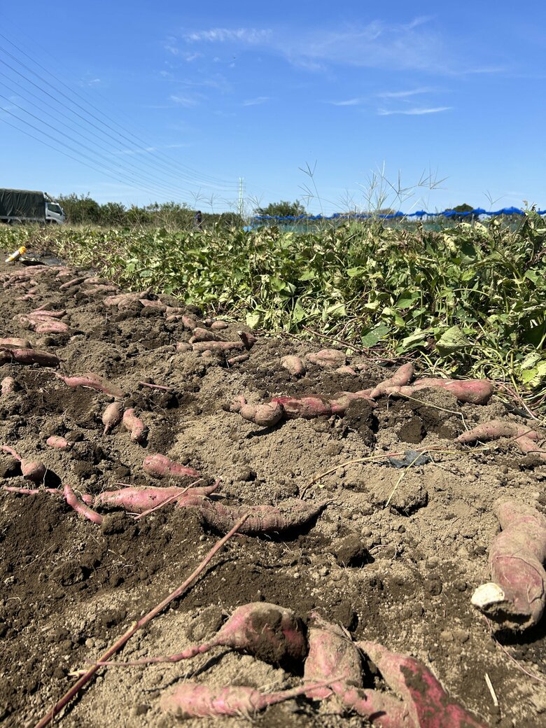 晴天のなか、おいも掘り！畑には大きなサツマイモがゴロゴロと