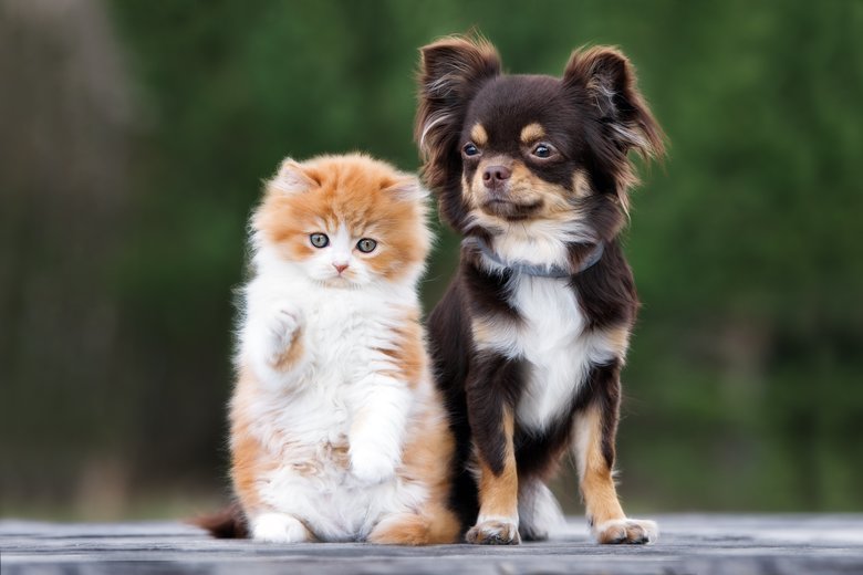 adorable kitten and chihuahua dog together