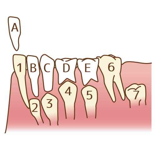 引用：歯科素材.com