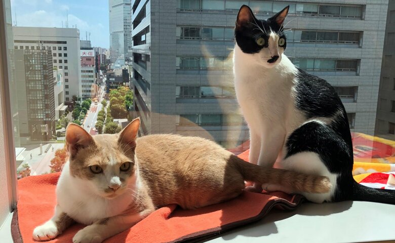 オフィスでくつろぐ社員の飼い猫たち