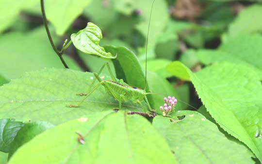 葉の上に若いヤブキリを発見！