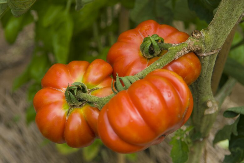 切り口がお花の形になるというフィオレンティーノトマト
