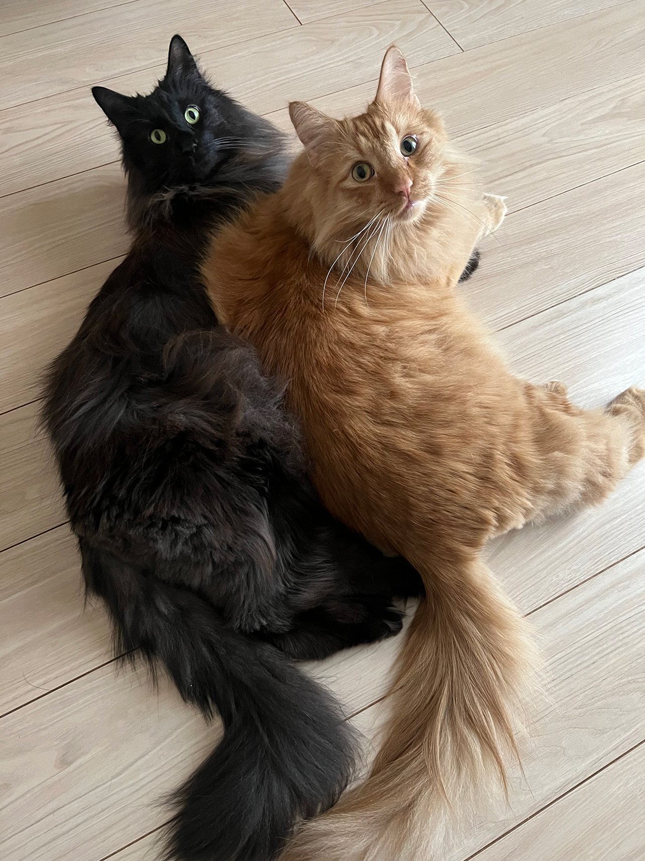 ねこまきさんの飼い猫