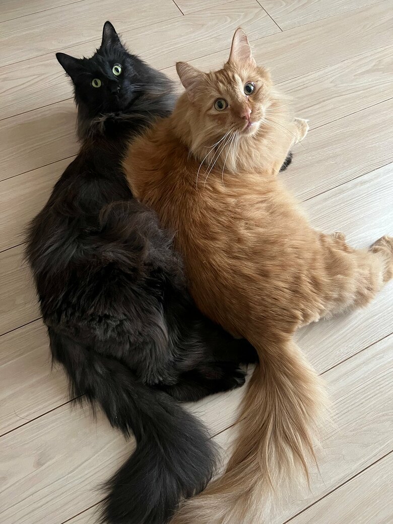 今自宅で飼っている「マロン」（左）と「みかん」（右）。