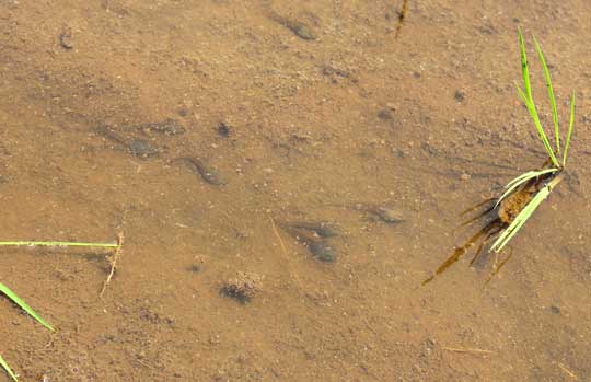 アカガエルのオタマジャクシ