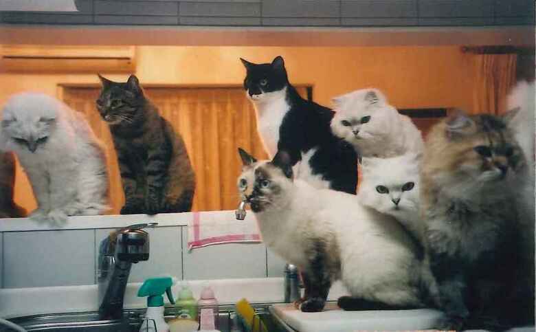 過去には最大16匹の動物を飼育していたことも